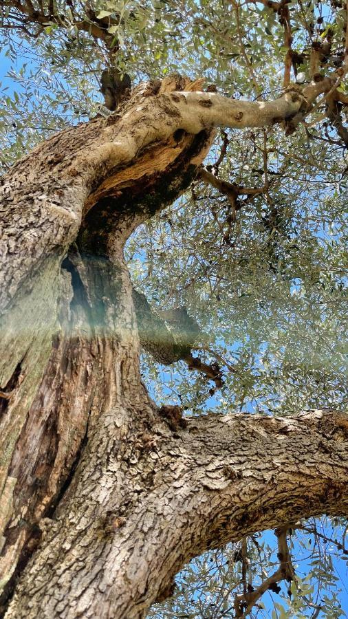 Foglie D'Argento Villa Moneglia Bagian luar foto